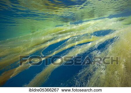 Stock Photo - Sea snot in the ocean, Florida Islands, Solomon Islands, Oceania. Fotosearch