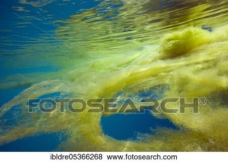Sea snot in the ocean, Florida Islands, Solomon Islands, Oceania View Large Photo Image Stock Photo - Sea snot in the ocean, Florida Islands, Solomon Islands, Oceania. Fotosearch