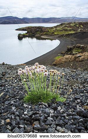 Sea thrift (Armeria maritima), common cloves on volcanic rock in Iceland View Large Photo Image Stock Photo - Sea thrift (Armeria maritima), common cloves on volcanic rock in Iceland. Fotosearch