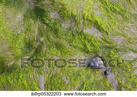 Stock Image - Seagrass on rocks, Great Britain. Fotosearch