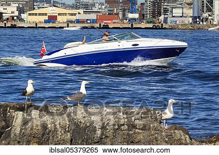 Seagulls in port of Oslo, Norway, Europe View Large Photo Image Stock Photography - Seagulls in port of Oslo, Norway, Europe. Fotosearch
