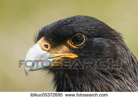 Stock Photography - Sealion Island, Falkland Caracara (Phalcoboenus australis), Falkland Islands, United Kingdom, South America. Fotosearch