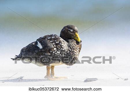 Sealion Island, Falkland steamer duck (Tachyeres brachypterus), Falkland Islands, Great Britain, South America View Large Photo Image Stock Image - Sealion Island, Falkland steamer duck (Tachyeres brachypterus), Falkland Islands, Great Britain, South America. Fotosearch