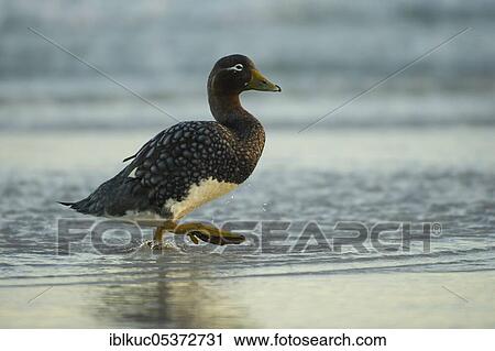 Stock Image - Sealion Island, Falkland steamer duck (Tachyeres brachypterus), Falkland Islands, Great Britain, South America. Fotosearch