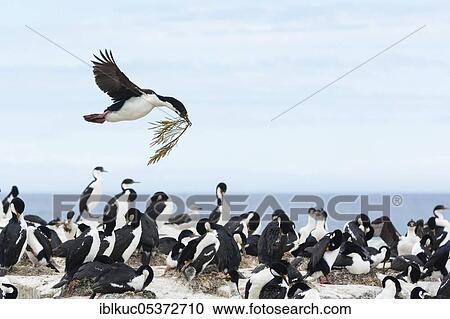 Sealion Island, Imperial Shag (Phalacrocorax albiventer), Falkland Islands, Great Britain, South America View Large Photo Image Stock Image - Sealion Island, Imperial Shag (Phalacrocorax albiventer), Falkland Islands, Great Britain, South America. Fotosearch