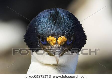 Sealion Island, Imperial Shag (Phalacrocorax albiventer), Falkland Islands, Great Britain, South America View Large Photo Image Stock Image - Sealion Island, Imperial Shag (Phalacrocorax albiventer), Falkland Islands, Great Britain, South America. Fotosearch