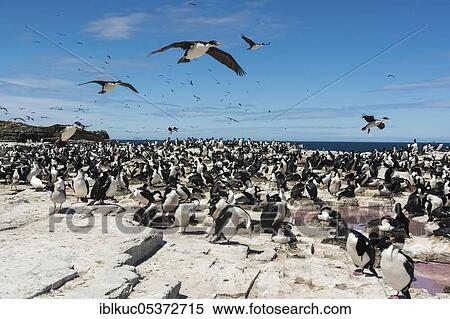 Sealion Island, Imperial Shag (Phalacrocorax albiventer), Falkland Islands, Great Britain, South America View Large Photo Image Stock Photography - Sealion Island, Imperial Shag (Phalacrocorax albiventer), Falkland Islands, Great Britain, South America. Fotosearch