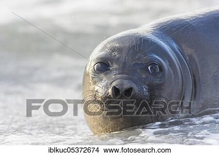 Sealion Island, Southern Elephant Seal (Mirounga leonina), juvenile, Falkland Islands, Great Britain, South America View Large Photo Image Picture - Sealion Island, Southern Elephant Seal (Mirounga leonina), juvenile, Falkland Islands, Great Britain, South America. Fotosearch