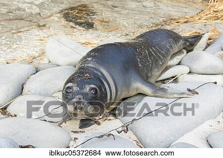 Picture - Sealion Island, Southern Elephant Seal (Mirounga leonina), juvenile, Falkland Islands, Great Britain, South America. Fotosearch