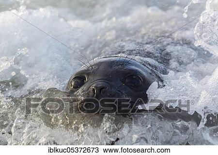 Sealion Island, Southern Elephant Seal (Mirounga leonina), juvenile, Falkland Islands, Great Britain, South America View Large Photo Image Stock Image - Sealion Island, Southern Elephant Seal (Mirounga leonina), juvenile, Falkland Islands, Great Britain, South America. Fotosearch