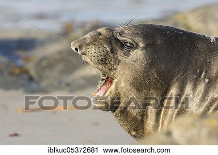 Sealion Island, Southern Elephant Seal (Mirounga leonina), Falkland Islands, United Kingdom, South America View Large Photo Image Stock Image - Sealion Island, Southern Elephant Seal (Mirounga leonina), Falkland Islands, United Kingdom, South America. Fotosearch