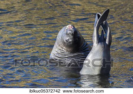 Sealion Island, Southern Elephant Seal (Mirounga leonina), Falkland Islands, United Kingdom, South America View Large Photo Image Stock Image - Sealion Island, Southern Elephant Seal (Mirounga leonina), Falkland Islands, United Kingdom, South America. Fotosearch