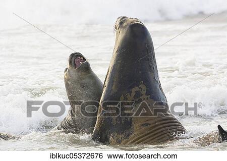 Sealion Island, Southern Elephant Seal (Mirounga leonina), male, Falkland Islands, Great Britain, South America View Large Photo Image Stock Photograph - Sealion Island, Southern Elephant Seal (Mirounga leonina), male, Falkland Islands, Great Britain, South America. Fotosearch