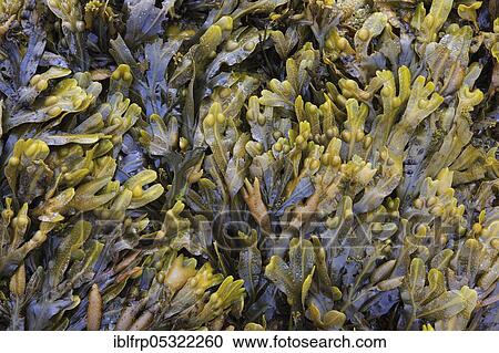 Stock Image - Seaweed, Great Britain. Fotosearch