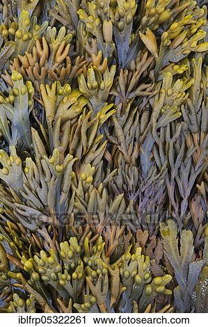 Stock Image - Seaweed, Great Britain. Fotosearch