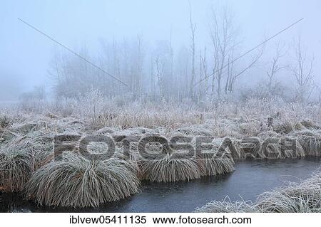 Stock Photography - Sedge bulrushes, Moorsee, Pfrunger-Burgweiler Ried, Baden-Württemberg, Germany, Europe. Fotosearch
