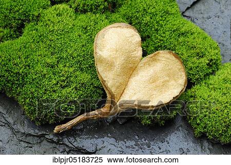 Seed pod in heart shape on moss cushion, heart, heart-shaped View Large Photo Image Stock Photography - Seed pod in heart shape on moss cushion, heart, heart-shaped. Fotosearch