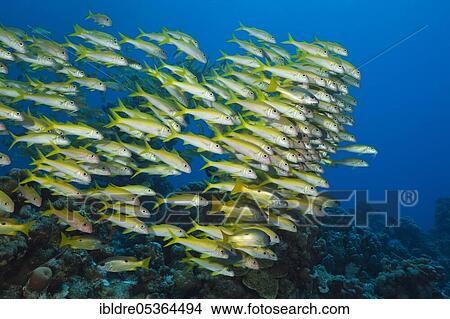 Picture - Shaol of Yellowfin Goatfish (Mulloidichthys vanicolensis), Shaab Claudio, Red Sea, Egypt, Africa. Fotosearch