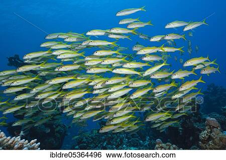 Shaol of Yellowfin Goatfish (Mulloidichthys vanicolensis), Shaab Claudio, Red Sea, Egypt, Africa View Large Photo Image Stock Photograph - Shaol of Yellowfin Goatfish (Mulloidichthys vanicolensis), Shaab Claudio, Red Sea, Egypt, Africa. Fotosearch