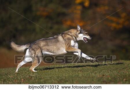 Shepherd mixed-breed, bitch running in a meadow in autumn, Austria, Europe View Large Photo Image Stock Image - Shepherd mixed-breed, bitch running in a meadow in autumn, Austria, Europe. Fotosearch