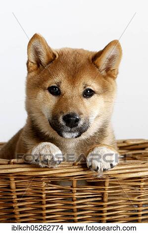 Shiba-Inu, puppy, 14 weeks, basket View Large Photo Image Picture - Shiba-Inu, puppy, 14 weeks, basket. Fotosearch