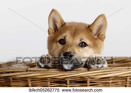 Shiba-Inu, puppy, 14 weeks, basket View Large Photo Image Stock Photography - Shiba-Inu, puppy, 14 weeks, basket. Fotosearch