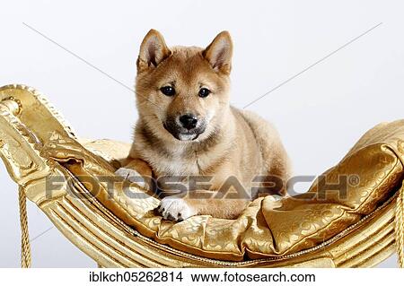 Shiba-Inu, puppy, 14 weeks, on chair View Large Photo Image Picture - Shiba-Inu, puppy, 14 weeks, on chair. Fotosearch