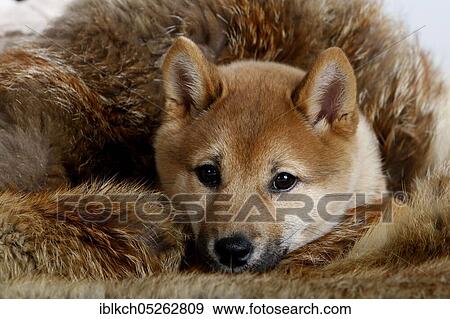 Shiba-Inu, puppy, 14 weeks, on fur View Large Photo Image Stock Photo - Shiba-Inu, puppy, 14 weeks, on fur. Fotosearch