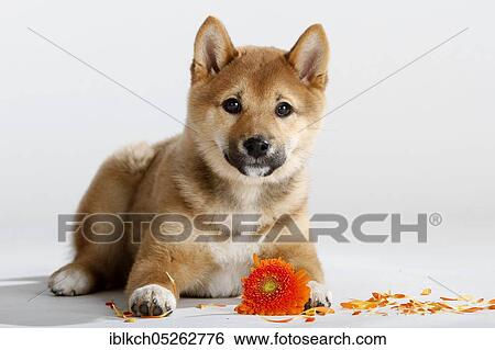 Shiba-Inu, puppy, 14 weeks View Large Photo Image Stock Photograph - Shiba-Inu, puppy, 14 weeks. Fotosearch