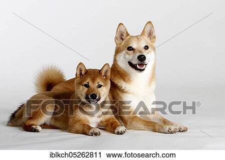 Shiba-Inus, male with puppy, 14 weeks View Large Photo Image Stock Image - Shiba-Inus, male with puppy, 14 weeks. Fotosearch