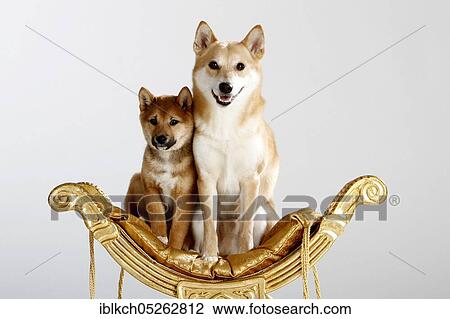 Shiba-Inus, male with puppy, 14 weeks View Large Photo Image Stock Image - Shiba-Inus, male with puppy, 14 weeks. Fotosearch