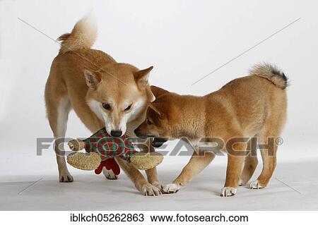 Shiba-Inus, male with puppy, 14 weeks, cuddly toy, soft toy, toys View Large Photo Image Stock Image - Shiba-Inus, male with puppy, 14 weeks, cuddly toy, soft toy, toys. Fotosearch