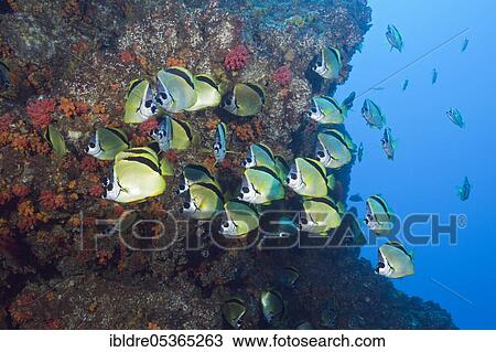 Shoal of Barberfish (Johnrandallia nigrirostris), San Benedicto, Revillagigedo Islands, Mexico, Central America View Large Photo Image Stock Image - Shoal of Barberfish (Johnrandallia nigrirostris), San Benedicto, Revillagigedo Islands, Mexico, Central America. Fotosearch