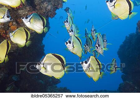 Stock Photo - Shoal of Barberfish (Johnrandallia nigrirostris), San Benedicto, Revillagigedo Islands, Mexico, Central America. Fotosearch