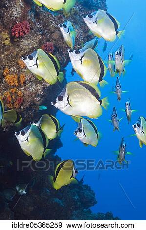 Shoal of Barberfish (Johnrandallia nigrirostris), San Benedicto, Revillagigedo Islands, Mexico, Central America View Large Photo Image Stock Photo - Shoal of Barberfish (Johnrandallia nigrirostris), San Benedicto, Revillagigedo Islands, Mexico, Central America. Fotosearch