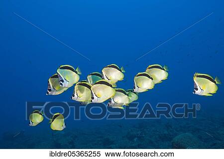Stock Photography - Shoal of Barberfish (Johnrandallia nigrirostris), San Benedicto, Revillagigedo Islands, Mexico, Central America. Fotosearch