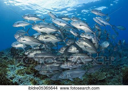 Shoal of bigeye spiny dogfish (Caranx sexfasciatus), Mary Island, Solomon Islands, Oceania View Large Photo Image Picture - Shoal of bigeye spiny dogfish (Caranx sexfasciatus), Mary Island, Solomon Islands, Oceania. Fotosearch