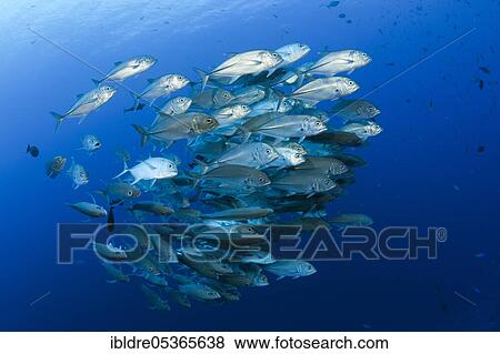 Stock Photo - Shoal of bigeye spiny dogfish (Caranx sexfasciatus), Mary Island, Solomon Islands, Oceania. Fotosearch