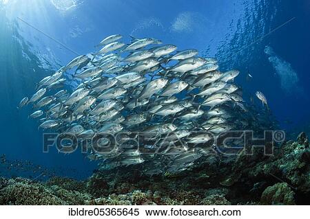 Shoal of bigeye spiny dogfish (Caranx sexfasciatus), Mary Island, Solomon Islands, Oceania View Large Photo Image Stock Photography - Shoal of bigeye spiny dogfish (Caranx sexfasciatus), Mary Island, Solomon Islands, Oceania. Fotosearch