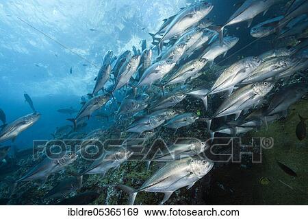 Stock Photo - Shoal of Bigeye Trevally (Caranx sexfasciatus), Socorro, Revillagigedo Islands, Mexico, Central America. Fotosearch