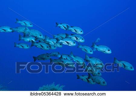 Shoal of black snapper (Macolor niger), St. Johns, Red Sea, Egypt, Africa View Large Photo Image Stock Photo - Shoal of black snapper (Macolor niger), St. Johns, Red Sea, Egypt, Africa. Fotosearch