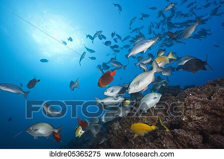 Stock Photography - Shoal of bluegill at cleaning station, Kyphosus analogus, San Benedicto, Revillagigedo Islands, Mexico, Central America. Fotosearch