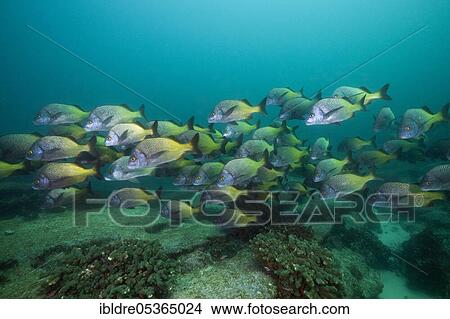 Shoal of Burrito Grunt (Anisotremus interruptus), Cabo Pulmo Marine National Park, Baja California Sur, Mexico, Central America View Large Photo Image Picture - Shoal of Burrito Grunt (Anisotremus interruptus), Cabo Pulmo Marine National Park, Baja California Sur, Mexico, Central America. Fotosearch