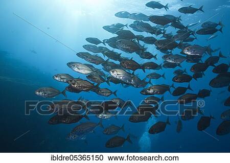 Shoal of Cottonmouth Jack (Uraspis secunda), Roca Partida, Revillagigedo Islands, Mexico, Central America View Large Photo Image Stock Image - Shoal of Cottonmouth Jack (Uraspis secunda), Roca Partida, Revillagigedo Islands, Mexico, Central America. Fotosearch