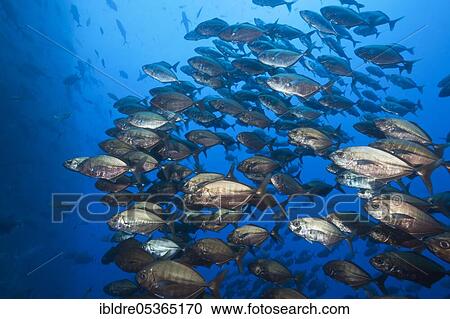 Shoal of Cottonmouth Jack (Uraspis secunda), Roca Partida, Revillagigedo Islands, Mexico, Central America View Large Photo Image Stock Image - Shoal of Cottonmouth Jack (Uraspis secunda), Roca Partida, Revillagigedo Islands, Mexico, Central America. Fotosearch
