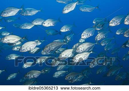 Stock Image - Shoal of Cottonmouth Jack (Uraspis secunda), San Benedicto, Revillagigedo Islands, Mexico, Central America. Fotosearch
