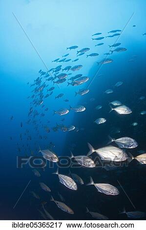 Shoal of Cottonmouth Jack (Uraspis secunda), Socorro, Revillagigedo Islands, Mexico, Central America View Large Photo Image Stock Photo - Shoal of Cottonmouth Jack (Uraspis secunda), Socorro, Revillagigedo Islands, Mexico, Central America. Fotosearch
