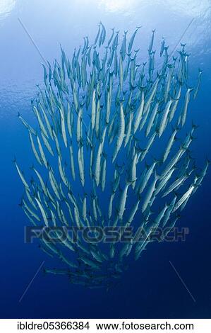 Shoal of darkfin barracudas, Sphyräna qenie, Mary Island, Solomon Islands, Oceania View Large Photo Image Picture - Shoal of darkfin barracudas, Sphyräna qenie, Mary Island, Solomon Islands, Oceania. Fotosearch