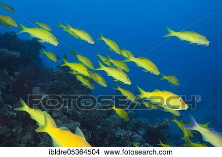 Shoal of Goldspotted Goatfish (Parupeneus cyclostomus), St. Johns, Red Sea, Egypt, Africa View Large Photo Image Picture - Shoal of Goldspotted Goatfish (Parupeneus cyclostomus), St. Johns, Red Sea, Egypt, Africa. Fotosearch