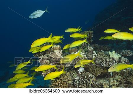Shoal of Goldspotted Goatfish (Parupeneus cyclostomus), St. Johns, Red Sea, Egypt, Africa View Large Photo Image Stock Image - Shoal of Goldspotted Goatfish (Parupeneus cyclostomus), St. Johns, Red Sea, Egypt, Africa. Fotosearch